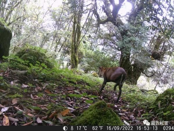 西藏色季拉山發(fā)現雪豹、白頰獼猴等多種珍稀野生動物