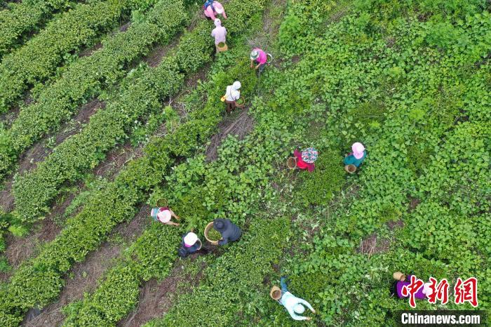 西藏察隅：茶葉飄香村民增收