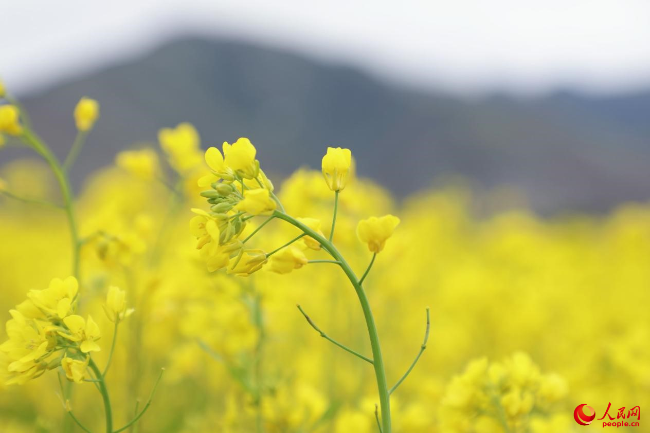 金色油菜花鋪滿大地。 人民網(wǎng) 李海霞攝